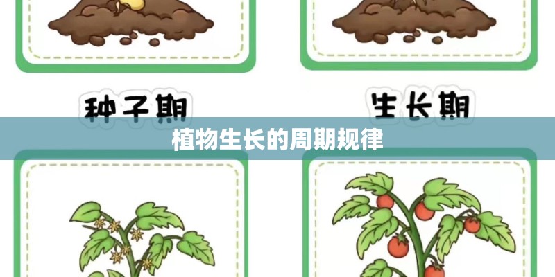植物生长的周期规律