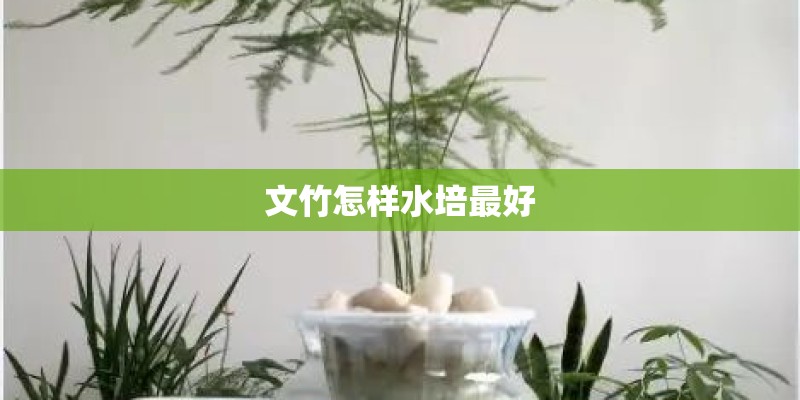 文竹怎样水培最好