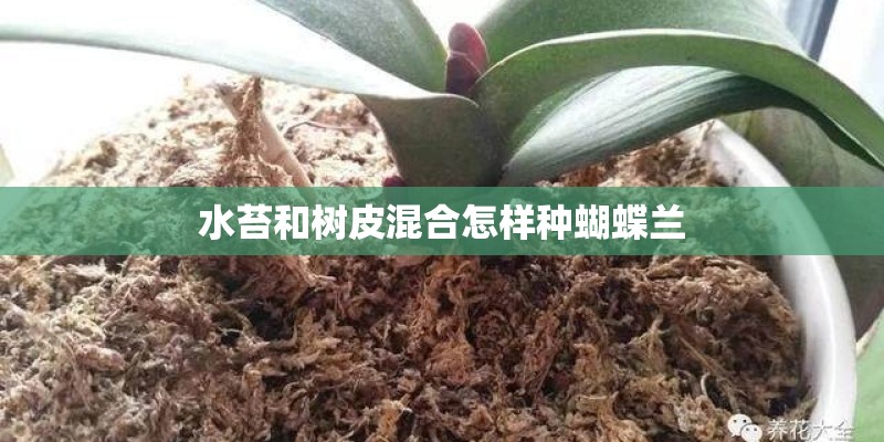 水苔和树皮混合怎样种蝴蝶兰