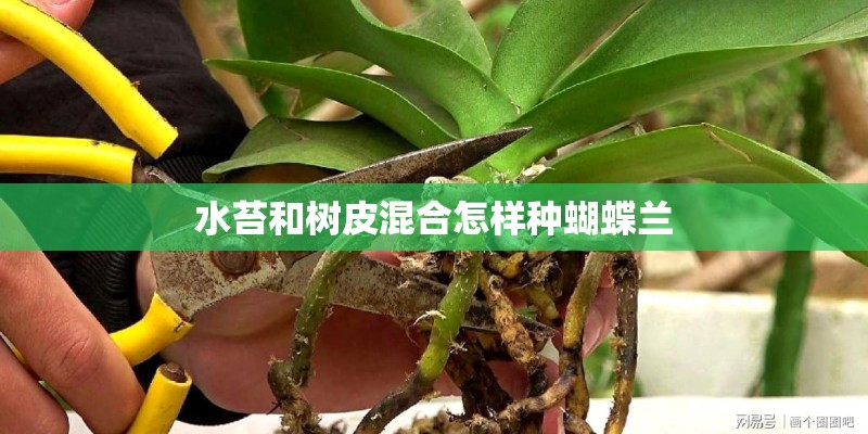 水苔和树皮混合怎样种蝴蝶兰