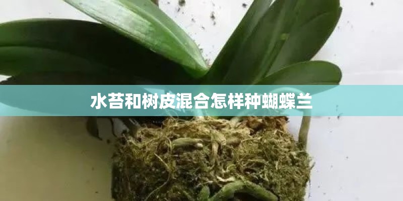 水苔和树皮混合怎样种蝴蝶兰