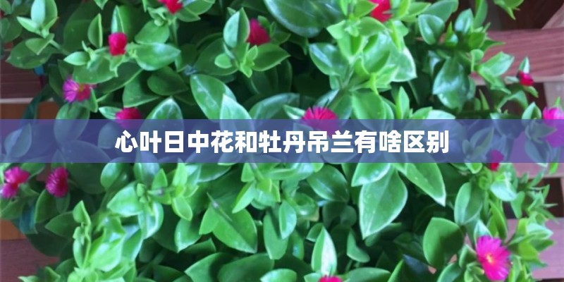 心叶日中花和牡丹吊兰有啥区别