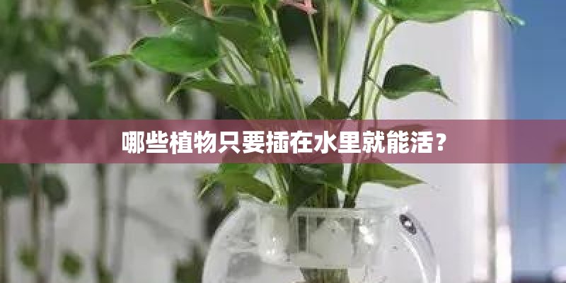 哪些植物只要插在水里就能活？