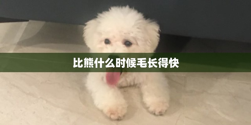 比熊什么时候毛长得快