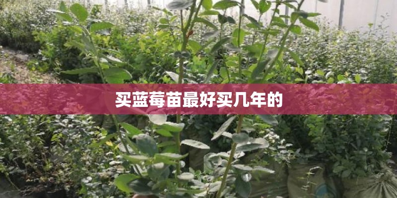 买蓝莓苗最好买几年的