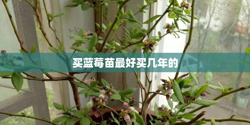 买蓝莓苗最好买几年的