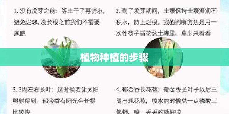 植物种植的步骤