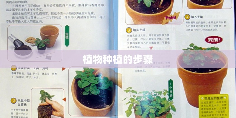 植物种植的步骤