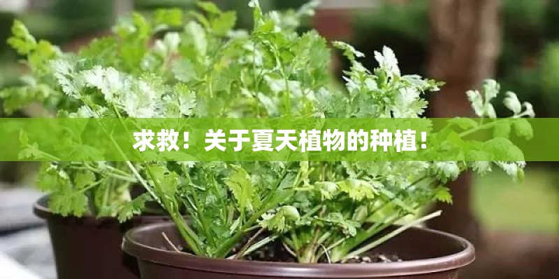 求救！关于夏天植物的种植！
