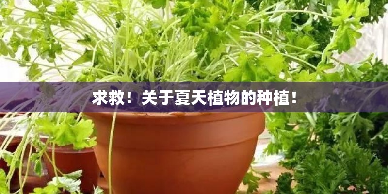 求救！关于夏天植物的种植！