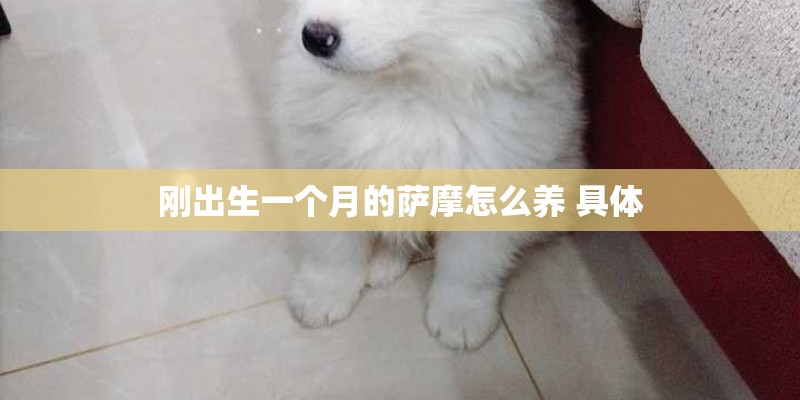 刚出生一个月的萨摩怎么养 具体