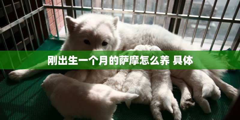 刚出生一个月的萨摩怎么养 具体