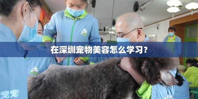 在深圳宠物美容怎么学习？