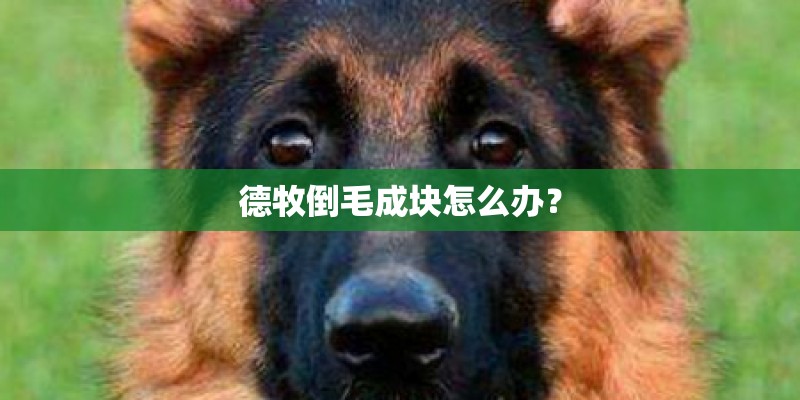 德牧倒毛成块怎么办？