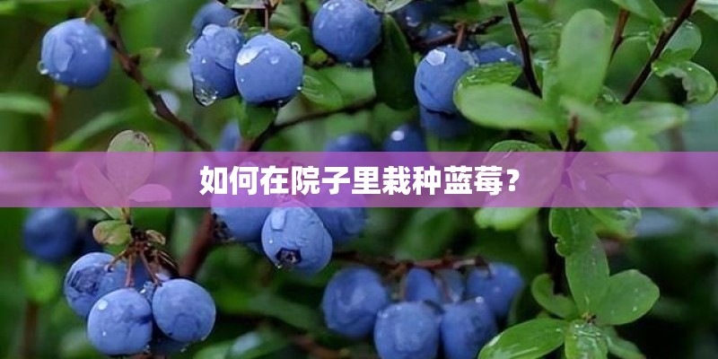 如何在院子里栽种蓝莓? 如何在院子里栽种蓝莓?