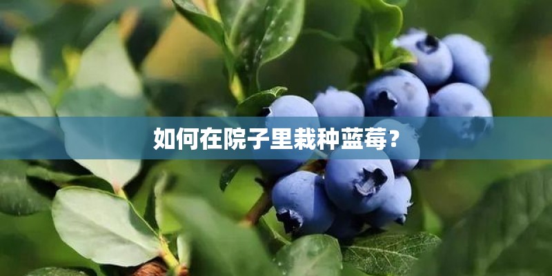 如何在院子里栽种蓝莓? 如何在院子里栽种蓝莓?
