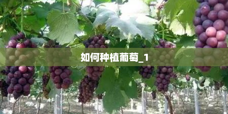 如何种植葡萄_1