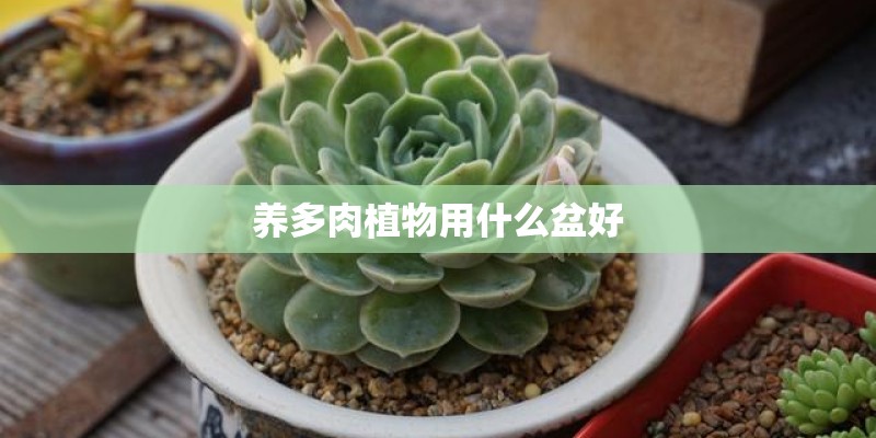 养多肉植物用什么盆好