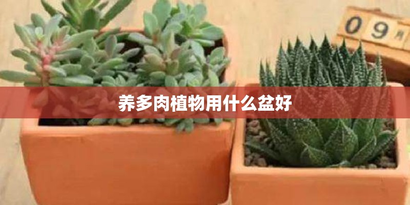养多肉植物用什么盆好