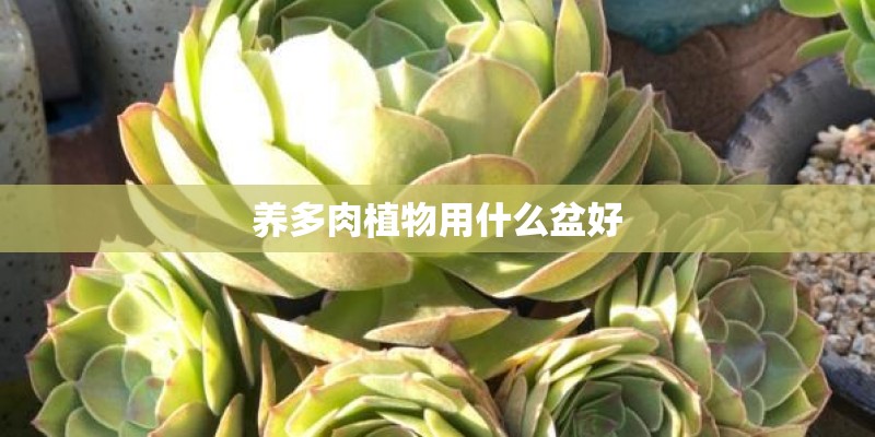 养多肉植物用什么盆好