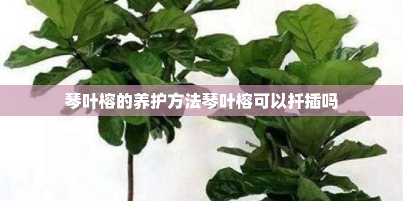 琴叶榕的养护方法琴叶榕可以扦插吗