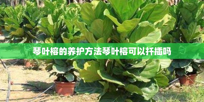 琴叶榕的养护方法琴叶榕可以扦插吗