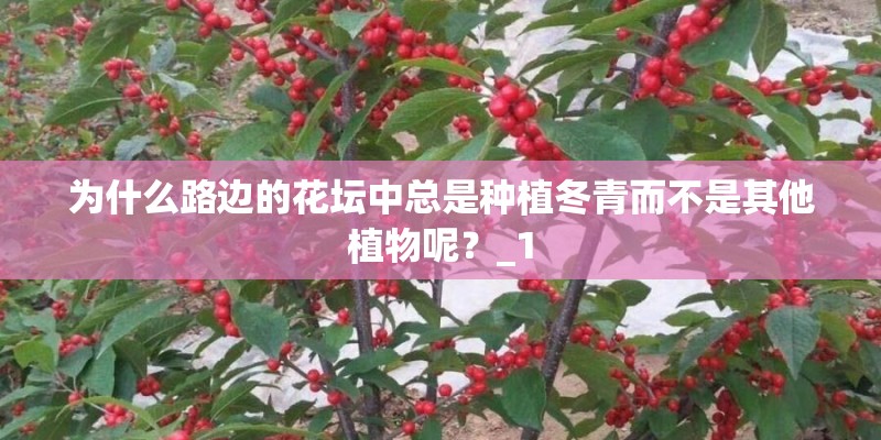 为什么路边的花坛中总是种植冬青而不是其他植物呢?_1 为什么路边的花坛中总是种植冬青而不是其他植物呢?_1