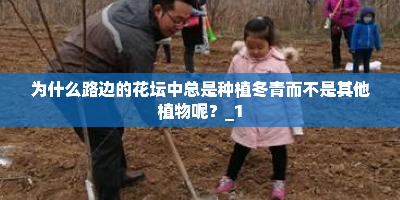 为什么路边的花坛中总是种植冬青而不是其他植物呢？_1