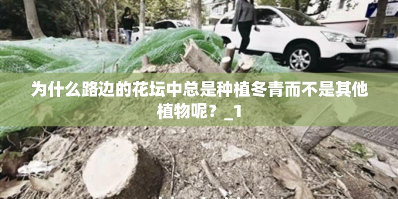 为什么路边的花坛中总是种植冬青而不是其他植物呢?_1 为什么路边的花坛中总是种植冬青而不是其他植物呢?_1