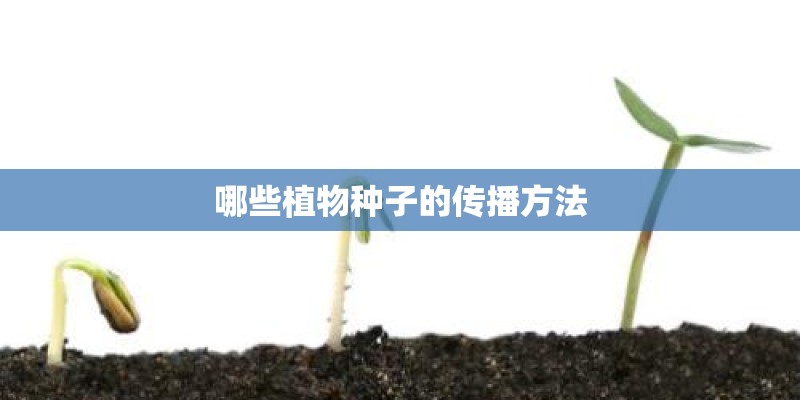 哪些植物种子的传播方法