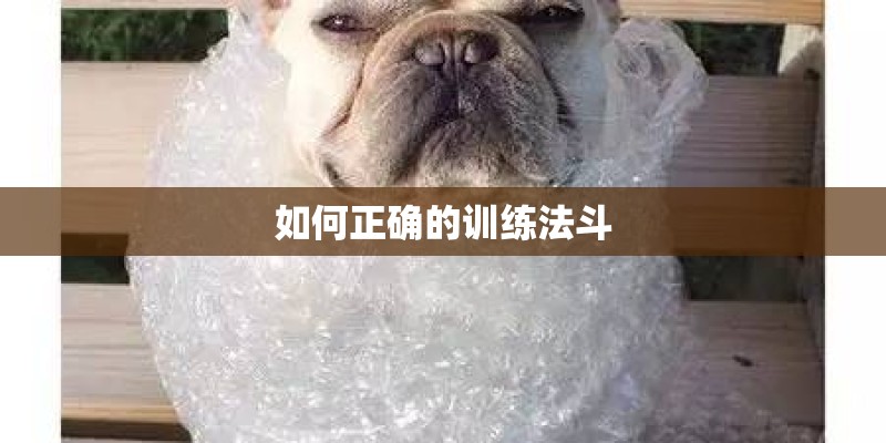 如何正确的训练法斗