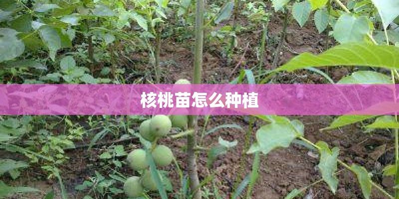 核桃苗怎么种植