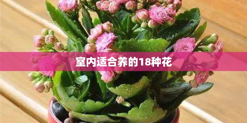 室内适合养的18种花