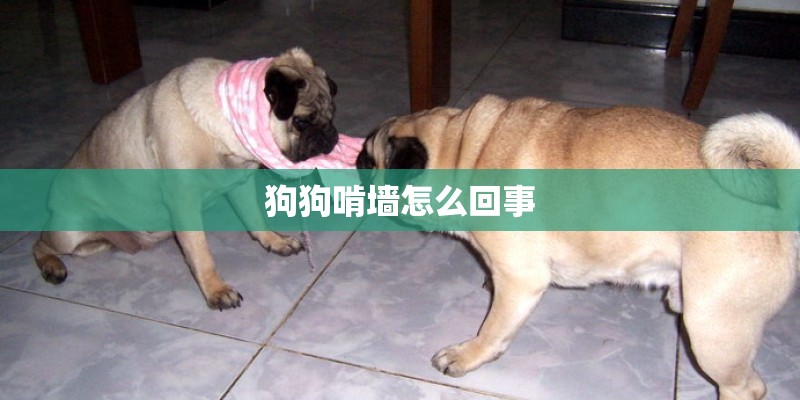 狗狗啃墙怎么回事