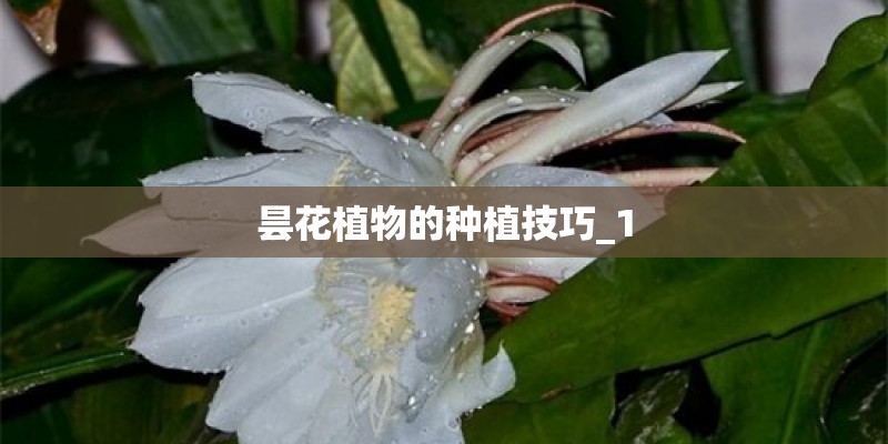 昙花植物的种植技巧_1
