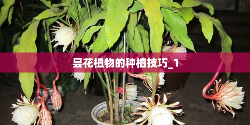昙花植物的种植技巧_1 昙花植物的种植技巧_1