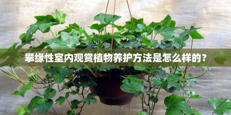 攀缘性室内观赏植物养护方法是怎么样的？