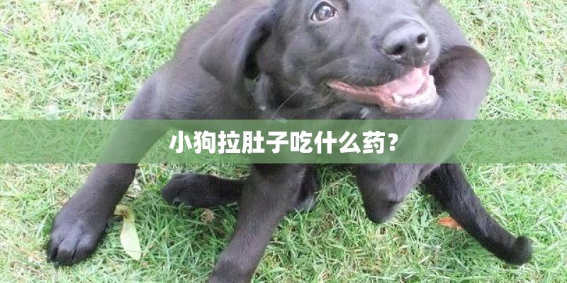 小狗拉肚子吃什么药? 小狗拉肚子吃什么药?