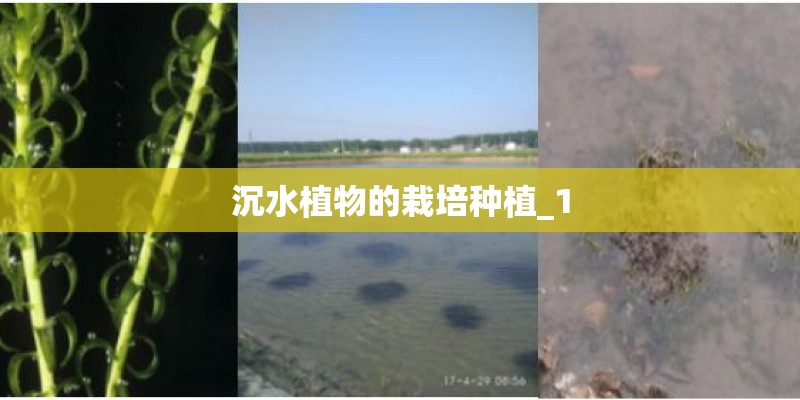 沉水植物的栽培种植_1