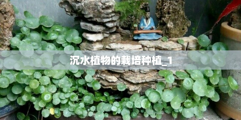 沉水植物的栽培种植_1