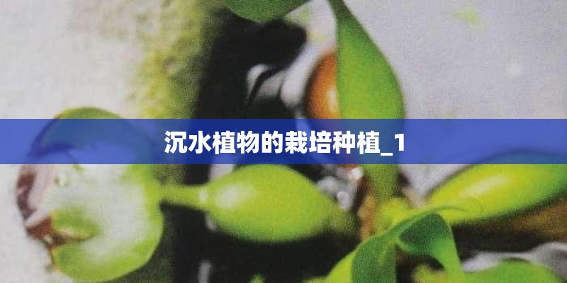 沉水植物的栽培种植_1