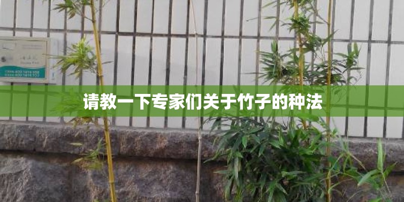 请教一下专家们关于竹子的种法