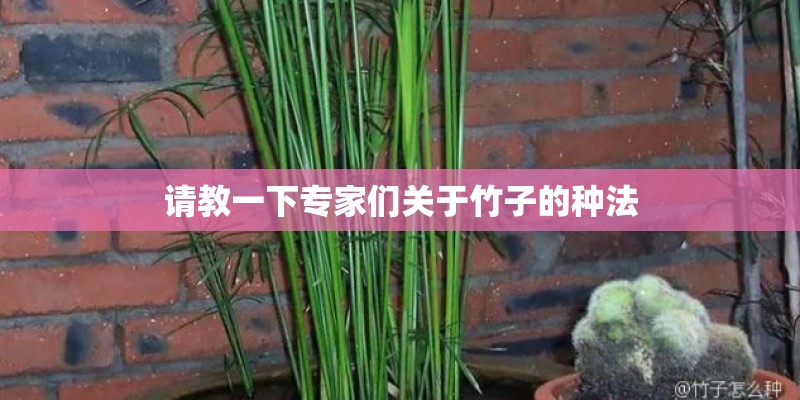 请教一下专家们关于竹子的种法 请教一下专家们关于竹子的种法