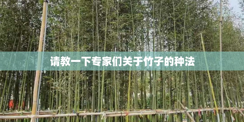 请教一下专家们关于竹子的种法 请教一下专家们关于竹子的种法