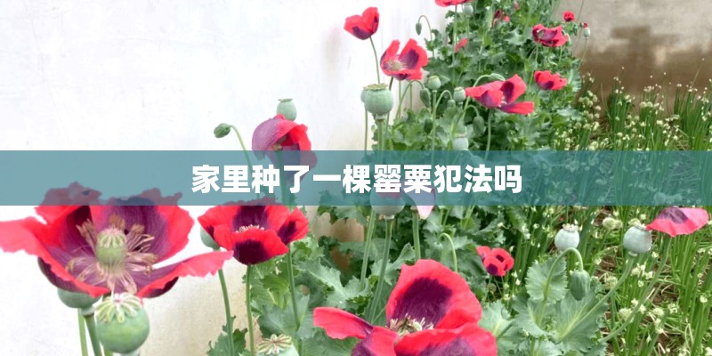 家里种了一棵罂粟犯法吗 家里种了一棵罂粟犯法吗