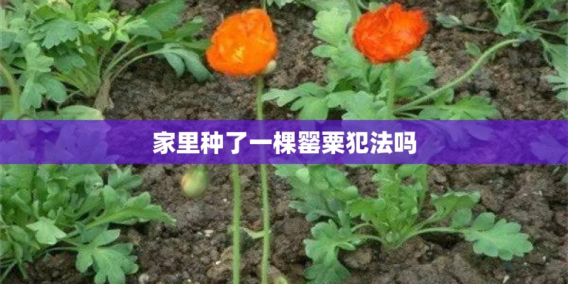 家里种了一棵罂粟犯法吗 家里种了一棵罂粟犯法吗