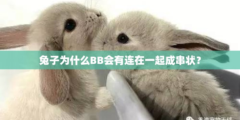 兔子为什么BB会有连在一起成串状？