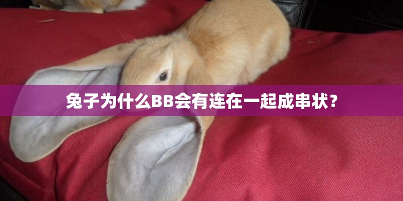 兔子为什么BB会有连在一起成串状？