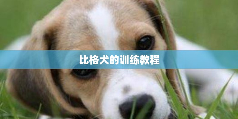 比格犬的训练教程