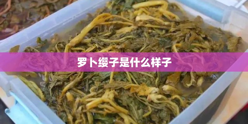 罗卜缨子是什么样子 罗卜缨子是什么样子